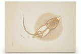 Rare, Fossil Male Stingray (Heliobatis) - Wyoming #360650-1